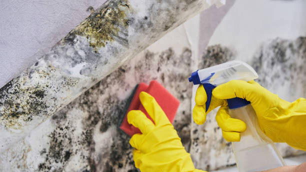 Mold Remediation for Vacation Homes in Valley Stream, NY